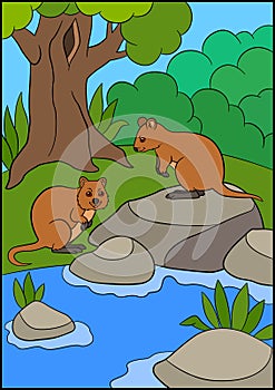 Cartoon animals. Two little cute quokkas stand in the forest