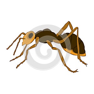 Cartoon ant on a white background. Vector illustration. Hand drawing