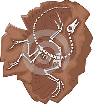 Cartoon Archeopteryx fossil