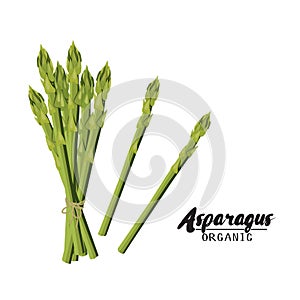 Cartoon asparagus. Ripe green vegetable. Vegetarian delicious. Eco organic food. Flat vector design, isolated on white