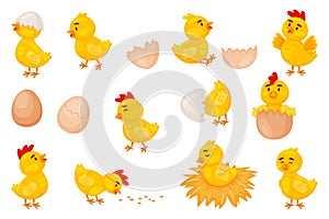 Cartoon baby chickens, easter cute little chicks. Funny newborn chicken in eggshell, chick hatching from egg, farm bird