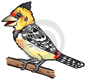 Cartoon Barbet bird