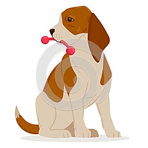 Cartoon beagle puppy. Cute hunting dog with toy, beagle breed, purebred domestic pet flat vector illustration