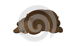 Cartoon bear resting sleeping and smiling on white background - illustration for children