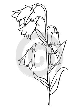 Cartoon bellflower vector coloring page outline. Coloring book of flowers for kids. Isolated on white background