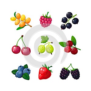 Cartoon berries. Strawberry raspberry cherry blueberry gooseberry blackberry buckthorn. Cartoon berry vector isolated