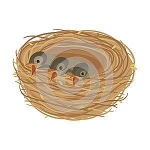 Cartoon bird`s nest with chicks. Vector illustration for children. Springtime.