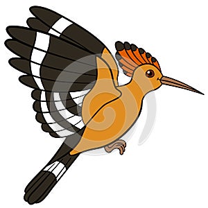 Cartoon birds. Cute beautiful hoopoe flies