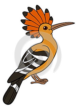 Cartoon birds. Cute beautiful hoopoe smiles