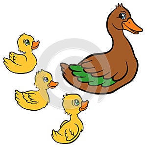 Cartoon birds for kids. Mother duck swims with her ducklings