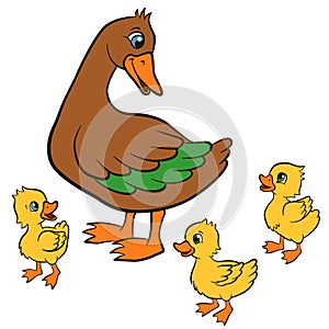 Cartoon birds for kids. Mother duck walks with her ducklings.