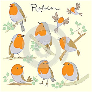 Cartoon birds. Robin set