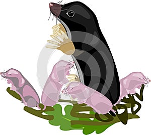 Cartoon black mole with newborn pink babies isolated on white