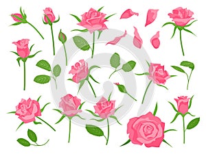 Cartoon blooming pink rose flower, green leaf, petal and bud. Classic floral wedding decoration. Roses plant. Romantic flowers