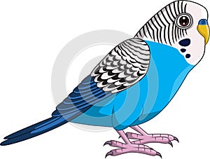 Cartoon Blue Budgie Parakeet on White Background