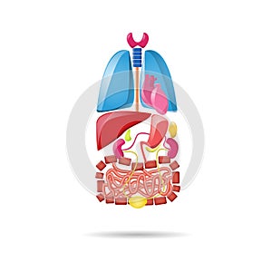 Cartoon bright internal organs. Lungs, heart, kidneys, liver, intestines, bladder, pancreas and gall bladder.