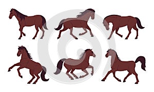 Cartoon brown horses. Graceful running, galloping and standing animals. Thoroughbred farm or ranch horses flat vector illustration photo