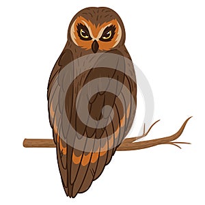 Cartoon brown owl sitting on branch. Forest bird, feathered wildlife animal, wise forest owl flat vector illustration on white