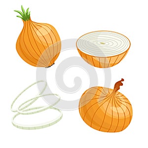 Cartoon brown or yellow onions set. Whole unpeeled, half, onion rings. Fresh farm market vegetables vector iilustrations