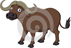 Cartoon Buffalo isolated on white background