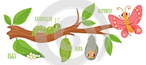 Cartoon butterfly life cycle. Caterpillar transformation, butterflies eggs, caterpillars and pupa. Insects growing