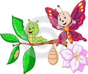 Cartoon Butterfly metamorphosis photo