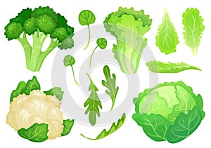 Cartoon cabbages. Fresh lettuce leaves, vegetarian diet salad and healthy garden green cabbage. Cauliflower head vector