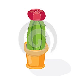 Cartoon cactus desert. Flat vector illustration. Green blooming cactus on white background