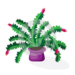 Cartoon cactus desert. Flat vector illustration. Green blooming cactus on white background