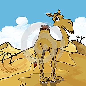 Cartoon Camel