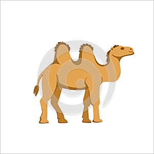 Cartoon camel on a white background.Flat cartoon illustration for kids