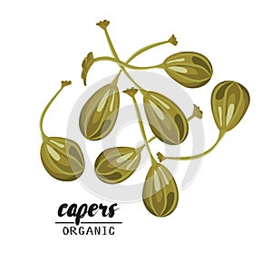Cartoon capers. Ripe green vegetable. Vegetarian delicious. Eco organic food. Flat vector design, on white background.