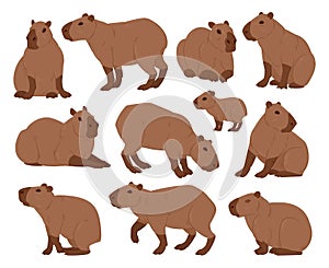 Cartoon capybara. Cute capybaras, funny semi-aquatic wild animals, herbivore mammal hydrochoerus flat vector illustration set.