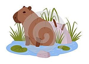 Cartoon capybara. Cute semi-aquatic wild animal in natural habitat, herbivore mammal sitting in pond flat vector illustration