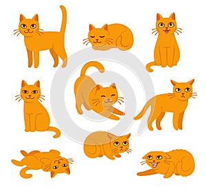 Cartoon cat poses set