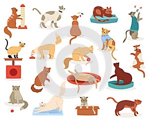 Cartoon cats. Cute kitten characters, funny fluffy playful cats, pedigree breeds pets, adorable kitty pets vector