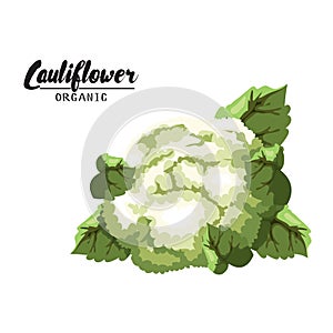 Cartoon cauliflower. Ripe green vegetable. Vegetarian delicious.