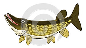 Cartoon chain pickerel