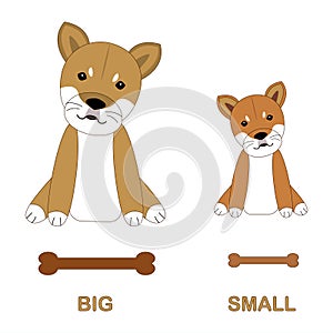 Cartoon characters of Shiba dogs. Children`s card for the study of opposites and antonyms, foreign languages. Isolated cute dog o