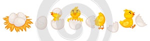 Cartoon chicken hatching from egg, cute newborn chicks. Funny little baby chick in eggshell, farm bird nest with eggs