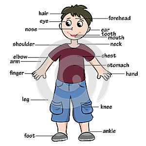 Cartoon child. Vocabulary of body parts