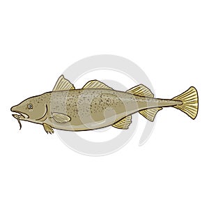 Cartoon Cod Fish Vector Illustration
