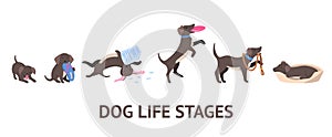 Cartoon Color Character Dog Growth Stages Set. Vector