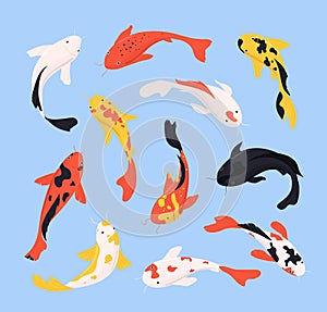 Cartoon Color Different Koi Fish Icons Set. Vector