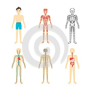 Cartoon Color Human Anatomical System Set. Vector