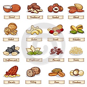 Cartoon color nut and seed grains. Vector collection