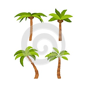 Cartoon Color Palma Tree Icon Set. Vector