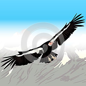 Cartoon Condor Flying photo