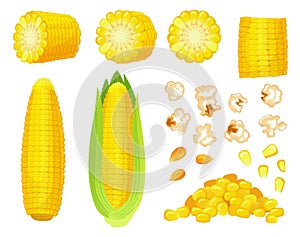 Cartoon corn. Golden maize harvest, popcorn corny grains and sweet corn. Ear of corn, delicious vegetables vector