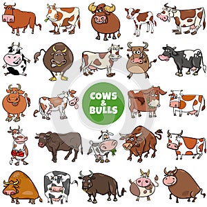 Cartoon cows and bulls farm animal characters big set